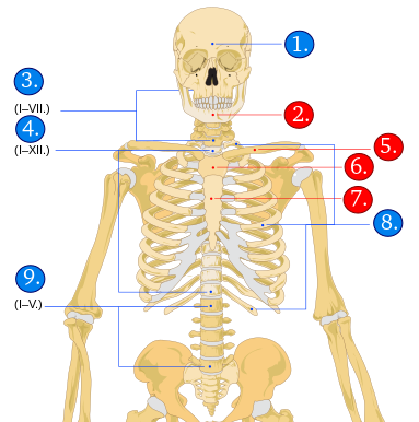 csontok nevei 1. feladat