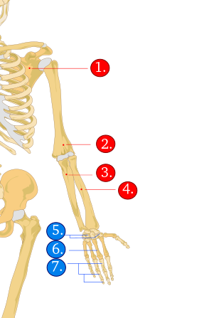 csontok nevei 2. feladat