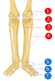 csontok nevei 2. feladat